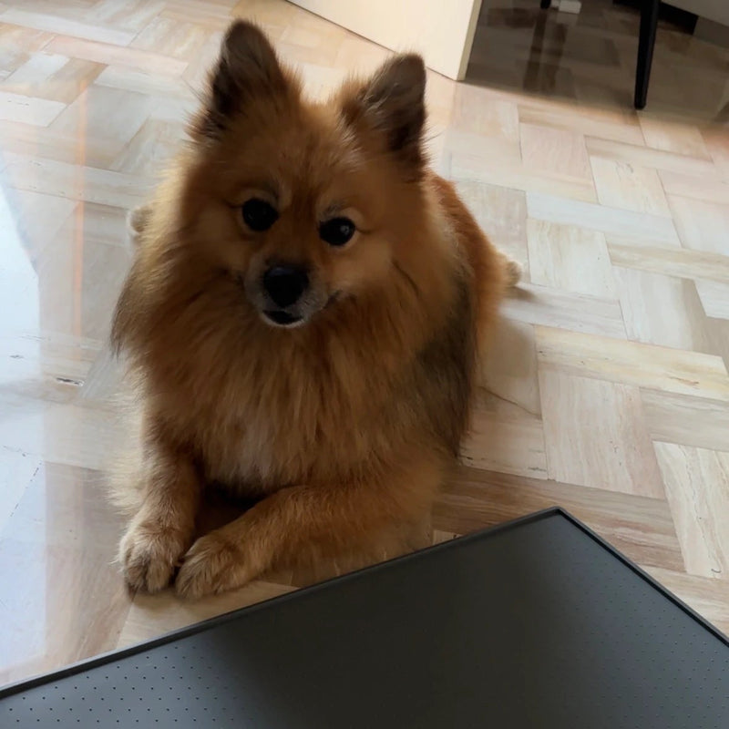 Tappetino Training per Cuccioli